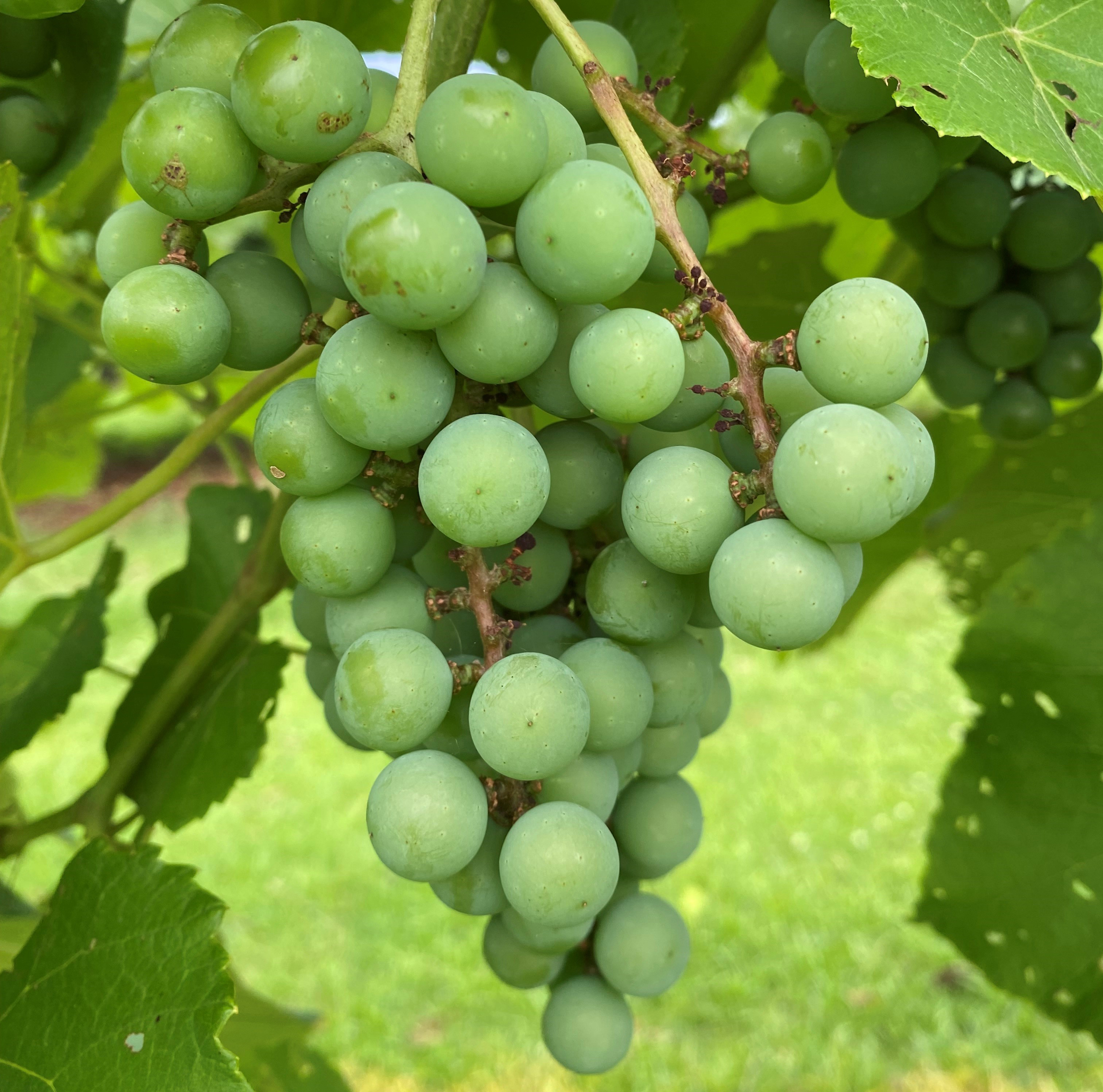 grapes for webjpg